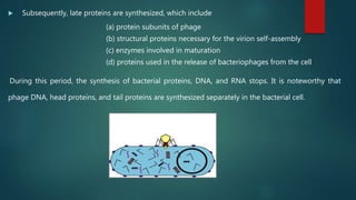  Subsequently, late proteins are synthesized, which include
(a) protein subunits of phage
(b) structural proteins necessary for the virion self-assembly
(c) enzymes involved in maturation
(d) proteins used in the release of bacteriophages from the cell
During this period, the synthesis of bacterial proteins, DNA, and RNA stops. It is noteworthy that
phage DNA, head proteins, and tail proteins are synthesized separately in the bacterial cell.
Replication
 