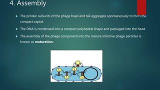 4. Assembly
 The protein subunits of the phage head and tail aggregate spontaneously to form the
compact capsid.
 The DNA is condensed into a compact polyhedral shape and packaged into the head.
 The assembly of the phage component into the mature infective phage particles is
known as maturation.
Assembly and maturation
 