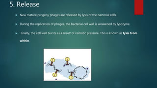 5. Release
 New mature progeny phages are released by lysis of the bacterial cells.
 During the replication of phages, the bacterial cell wall is weakened by lysozyme.
 Finally, the cell wall bursts as a result of osmotic pressure. This is known as lysis from
within.
Release
 