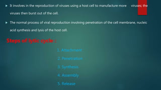  It involves in the reproduction of viruses using a host cell to manufacture more viruses; the
viruses then burst out of the cell.
 The normal process of viral reproduction involving penetration of the cell membrane, nucleic
acid synthesis and lysis of the host cell.
Steps of lytic cycle :
1. Attachment
2. Penetration
3. Synthesis
4. Assembly
5. Release
 
