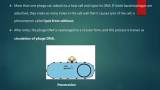 More than one phage can adsorb to a host cell and inject its DNA. If more bacteriophages are
adsorbed, they make so many holes in the cell wall that it causes lysis of the cell, a
phenomenon called lysis from without.
 After entry, the phage DNA is rearranged to a circular form, and this process is known as
circulation of phage DNA.
Penetration
 