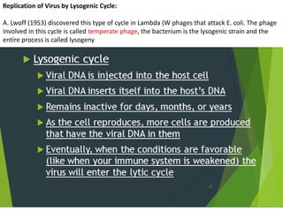 Replication of Virus by Lysogenic Cycle:
A. Lwoff (1953) discovered this type of cycle in Lambda (W phages that attack E. coli. The phage
involved in this cycle is called temperate phage, the bacterium is the lysogenic strain and the
entire process is called lysogeny
 