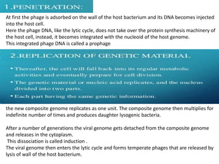 At first the phage is adsorbed on the wall of the host bacterium and its DNA becomes injected
into the host cell.
Here the phage DNA, like the lytic cycle, does not take over the protein synthesis machinery of
the host cell, instead, it becomes integrated with the nucleoid of the host genome.
This integrated phage DNA is called a prophage
the new composite genome replicates as one unit. The composite genome then multiplies for
indefinite number of times and produces daughter lysogenic bacteria.
After a number of generations the viral genome gets detached from the composite genome
and releases in the cytoplasm.
This dissociation is called induction .
The viral genome then enters the lytic cycle and forms temperate phages that are released by
lysis of wall of the host bacterium.
 