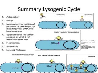 Summary:Lysogenic Cycle
 