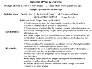 Replication of Virus by Lytic Cycle:
This type of cycle is seen in T-even phages (T2, T4 etc.) which attack Escherichia coli.
The lytic cycle consists of five steps
(a)Adsorption:
(b) Infection.
(b) Infection (c) Synthesis of Phage
Components in Host Cell
d) Formation of New
(e) Liberation of Phages from the Host Cell
The interaction between the phage specific organelle — the tail and the
receptor site of the host cell is called the adsorption.
The adsorption is facilitated by the negatively charged carboxyl groups on the
host surface and the positively charged amino-group of protein present at the tip
of the phage tail.
In T-even phages, the tip of the tail fibre first attaches to the cell surface. The
tail fibre then bends and allows the tail pins to attach on the host surface that
makes an irreversible attachment.
(a) Adsorption
After adsorption, the phage particle secretes an enzyme which hydrolyses the
murin complex of the host cell wall and forms a pore.
The sheath of the tail then contracts and pushes the central tubular part, i.e.,
core of the tail, into the host wall, like an injection needle .
The nucleic acid of the phage then passes through the core and enters the
host bacterium.
 The empty protein shell of the phage is called ghost, which may remain
attached even after release of nucleic acid.
Once the bacterial cell receives the nucleic acid of a phage, it becomes
resistant to the other phages.
Phage Particle
 