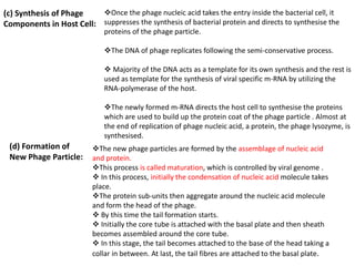 (c) Synthesis of Phage
Components in Host Cell:
Once the phage nucleic acid takes the entry inside the bacterial cell, it
suppresses the synthesis of bacterial protein and directs to synthesise the
proteins of the phage particle.
The DNA of phage replicates following the semi-conservative process.
 Majority of the DNA acts as a template for its own synthesis and the rest is
used as template for the synthesis of viral specific m-RNA by utilizing the
RNA-polymerase of the host.
The newly formed m-RNA directs the host cell to synthesise the proteins
which are used to build up the protein coat of the phage particle . Almost at
the end of replication of phage nucleic acid, a protein, the phage lysozyme, is
synthesised.
(d) Formation of
New Phage Particle:
The new phage particles are formed by the assemblage of nucleic acid
and protein.
This process is called maturation, which is controlled by viral genome .
 In this process, initially the condensation of nucleic acid molecule takes
place.
The protein sub-units then aggregate around the nucleic acid molecule
and form the head of the phage.
 By this time the tail formation starts.
 Initially the core tube is attached with the basal plate and then sheath
becomes assembled around the core tube.
 In this stage, the tail becomes attached to the base of the head taking a
collar in between. At last, the tail fibres are attached to the basal plate.
 