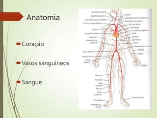 Anatomia
Coração
Vasos sanguíneos
Sangue
 
