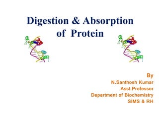 Digestion & Absorption
of Protein
By
N.Santhosh Kumar
Asst.Professor
Department of Biochemistry
SIMS & RH
 