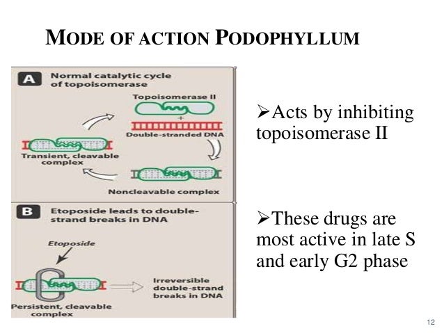 A Comprehensive Review on Anticancer activity of Different A Comprehensive Review on Anticancer activity of Different