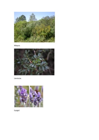 Màquia.

Llentiscle.

Espígol.

 