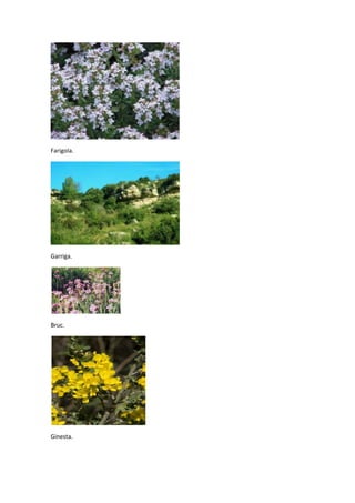 Farigola.

Garriga.

Bruc.

Ginesta.

 