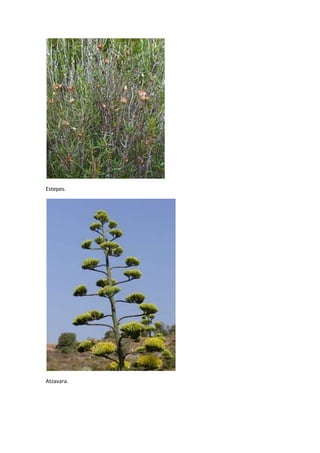 Estepes.

Atzavara.

 