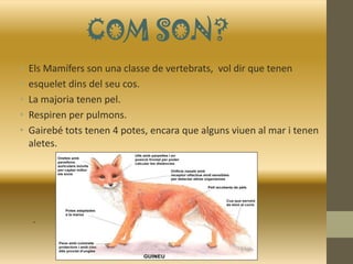 COM SON?
• Els Mamífers son una classe de vertebrats, vol dir que tenen
• esquelet dins del seu cos.
• La majoria tenen pel.
• Respiren per pulmons.
• Gairebé tots tenen 4 potes, encara que alguns viuen al mar i tenen
aletes.
.
 