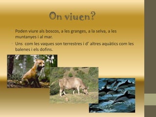 On viuen?
• Poden viure als boscos, a les granges, a la selva, a les
muntanyes i al mar.
• Uns com les vaques son terrestres i d’ altres aquàtics com les
balenes i els dofins.
 