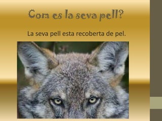 Com es la seva pell?
La seva pell esta recoberta de pel.
 