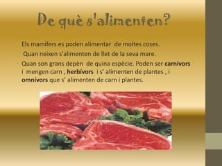 De què s'alimenten?
• Els mamífers es poden alimentar de moltes coses.
• Quan neixen s'alimenten de llet de la seva mare.
• Quan son grans depèn de quina espècie. Poden ser carnívors
i mengen carn , herbívors i s’ alimenten de plantes , i
omnívors que s’ alimenten de carn i plantes.
 
