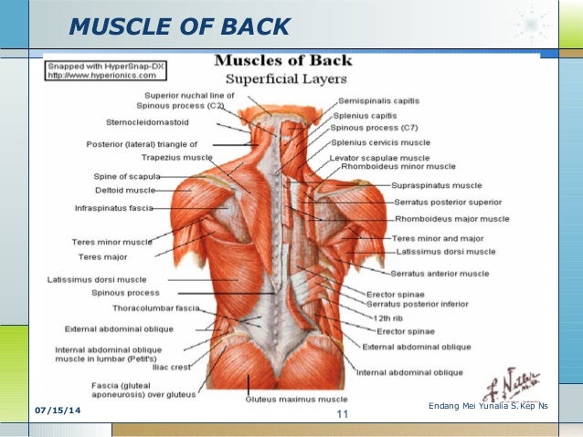 Chest And Back Muscle Anatomy Human Anatomy
