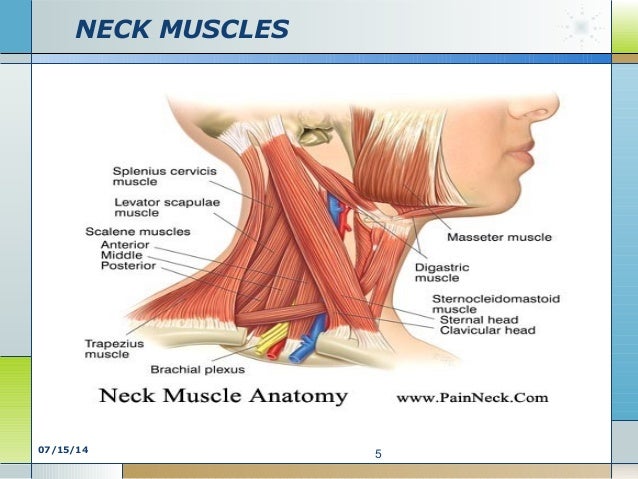 M Of Chest Abd Back Semester 2 Kd 2 Anatomy