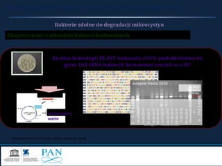 Eksperymenty z udziałem bakterii hodowalnych
Rola mikroorganizmów w dynamice występowania toksycznych zakwitów sinic
Bakterie zdolne do degradacji mikrocystyn
Analiza homologii BLAST wykazała ≥94% podobieństwa do
genu 16S rRNA bakterii Aeromonas veronii w-s-03
sekwencjono
wanie
16S rRNA gene
64 AGCGGCGGACGGGTGAGTAATGCCTGGGGATCTGCCCAGTCGAGGGGGATAACTACTGGA 123
124 AACGGTAGCTAATACCGCATACGCCCTACGGGGGAAAGCAGGGGACCTTCGGGCCTTGCG 183
184 CGATTGGATGAACCCAGGTGGGATTAGCTAGTTGGTGAGGTAATGGCTCACCAAGGCGAC 243
244 GATCCCTAGCTGGTCTGAGAGGATGATCAGCCACACTGGAACTGAGACACGGTCCAGACT 303
304 CCTACGGGAGGCAGCAGTGGGGAATATTGCACAATGGGGGAAACCCTGATGCAGCCATGC 363
364 CGCGTGTGTGAAGAAGGCCTTCGGGTTGTAAAGCACTTTCAGCGAGGAGGAAAGGTTGGT 423
424 AGCTAATAACTGCCAGCTGTGACGTTACTCGCAGAAGAAGCACCGGCTAACTCCGTGCCA 483
484 GCAGCCGCGGTAATACGGAGGGTGCAAGCGTTAATCGGAATTACTGGGCGTAAAGCGCAC 543
544 GCAGGCGGTTGGATAAGTTAGATGTGAAAGCCCCGGGCTCAACCTGGGAATTGCATTTAA 603
604 AACTGTCCAGCTAGAGTCTTGTAGAGGGGGGTAGAATTCCAGGTGTAGCGGTGAAATGCG 663
664 TAGAGATCTGGAGGAATACCGGTGGCGAAGGCGGCCCCCTGGACAAAGACTGACGCTCAG 723
724 GTGCGAAAGCGTGGGGAGCAAACAGGATTAGATACCCTGGTAGTCCACGCCGTAAACGAT 783
784 GTCGATTTGGAGGCTGTGTCCTTGAGACGTGGCTTCCGGAGCTAACGCGTTAA-TCGACC 842
843 GCCTGGGGAGTACGGCCGCAAGGTTAAAACTCAAATGAATTGACGGGGGCCCGCACAAGC 902
903 GGTGGAGCATGTGGTTTAATTCGATGCAACGCGAARAACCTTACCTGGCCTTGACATGTC 962
963 TGGAATCCTGTAGAGATRCGGGAGTGCCTTCGGGAATCAGAACACAGGTGCTGCATGGCT 1022
Sulejów Tresta 2010
05.05.2010
19.05.2010
01.06.2010
16.06.2010
30.06.2010
13.07.2010
04.08.2010
11.08.2010
26.08.2010
17.09.2010
05.10.2010
Aeromonasisolate
B MM
900 bp
800 bp
600 bp
400 bp
300 bp
200 bp
100 bp
500
bp
700
bp
1000
bp
16S rRNA
Aeromonas
(953 bp)
Sulejów Tresta 2010
Mankiewicz-Boczek et al., Environ. Toxicol., wysłano do recenzji
 