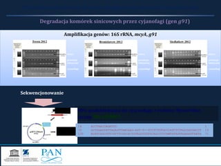 90% podobieństwa do cyjanofaga z rodziny Myoviridae,
szczep Ma-LMM01
g91
14 ACCTAACCAGATTG 1
70 GCTGGAGTATTAGAGTTAMCAAG-AST-T--TCCTCTGTGCCCATCTCTAGCGGCGACCT 15
130 ACATCAGCGTTCGTTTCGGCACTGTAGCCGGTGCAGCCCTCAWTATAGTAGAGGGTAATA 71
Sulejów Reservoir
Amplifikacja genów: 16S rRNA, mcyA, g91
Rola mikroorganizmów w dynamice występowania toksycznych zakwitów sinic
sinice
genotypy
toksyczne
cyjanofagi
sinice
genotypy
toksyczne
cyjanofagi
sinice
genotypy
toksyczne
cyjanofagi
Degradacja komórek sinicowych przez cyjanofagi (gen g91)
Sekwencjonowanie
 