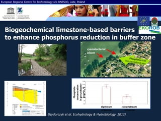 European Regional Centre for Ecohydrology u/a UNESCO, Lodz, Poland
Biogeochemical limestone-based barriers
to enhance phosphorus reduction in buffer zone
(Izydorczyk et al. Ecohydrology & Hydrobiology 2013)
Phosphate
concentration
ingroundwater
[mgPO4/l]
przed za
0
2
4
6
8
10
12
14
Upstream
of barrier
Downstream
of barrier
 