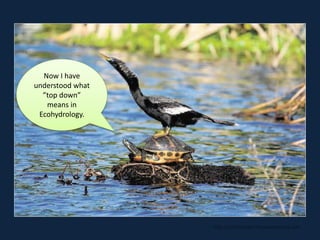 Now I have
understood what
”top down”
means in
Ecohydrology.
http://colliercitizen.fl.newsmemory.com
 