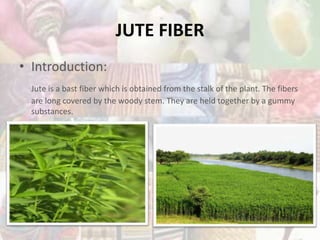 JUTE FIBER
• Introduction:
Jute is a bast fiber which is obtained from the stalk of the plant. The fibers
are long covered by the woody stem. They are held together by a gummy
substances.
 