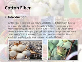 Cotton Fiber
• Introduction
Cotton fiber is classified as a natural vegetable seed staple fiber. It grows
on a plant of a botanical name Gossypium. Cotton is a member of the
Malvaceae family. The fiber is almost pure cellulose. The English name
derives from the Arabic (al) quṭn ‫ن‬ْ‫ط‬ُ‫ق‬. Each fiber is a single plant cell in the
outer layer of the cotton seed. These seed hairs are called lint. Fibers
which are too short to be spun into yarn are called linters.
 