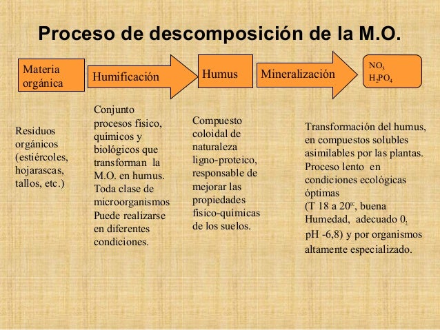 Resultado de imagen para formacion de la materia organica del suelo