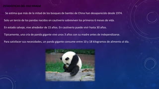 ESTADÍSTICAS DEL OSO PANDA
– Se estima que más de la mitad de los bosques de bambú de China han desaparecido desde 1974.
- Solo un tercio de los pandas nacidos en cautiverio sobreviven los primeros 6 meses de vida.
- En estado salvaje, vive alrededor de 15 años. En cautiverio puede vivir hasta 30 años.
- Típicamente, una cría de panda gigante vive unos 3 años con su madre antes de independizarse.
- Para satisfacer sus necesidades, un panda gigante consume entre 10 y 18 kilogramos de alimento al día.
 