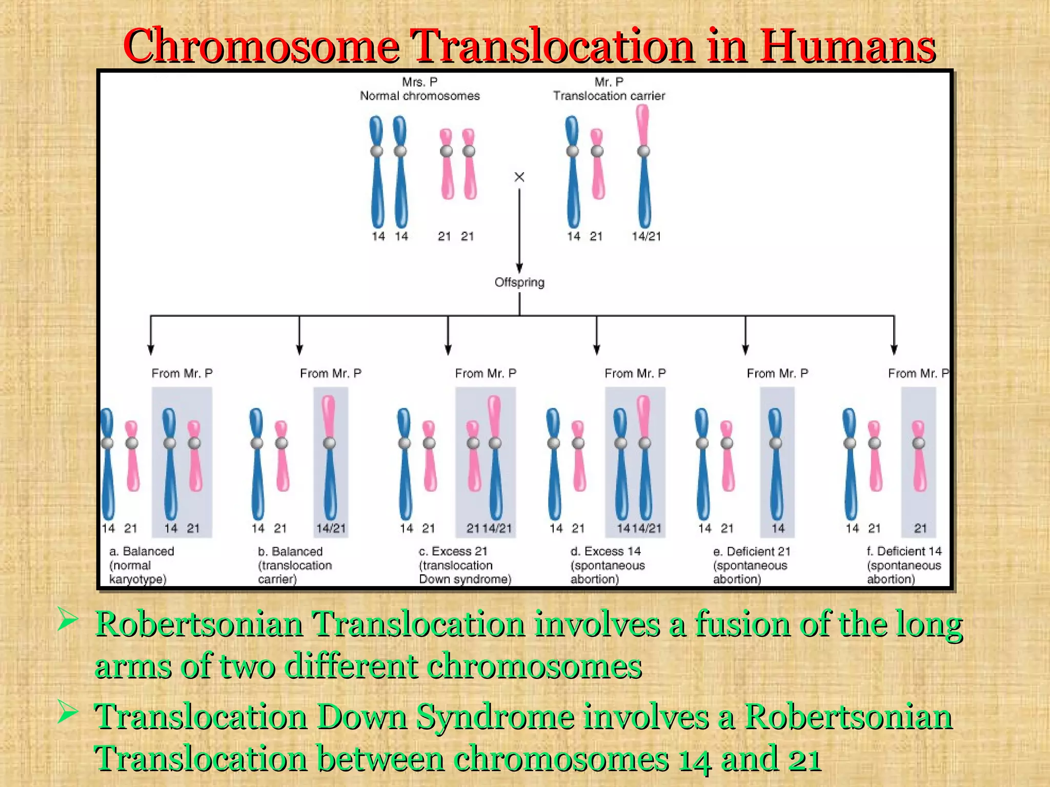 Chromosome Translocation in HumansChromosome Translocation in Humans
 Robertsonian Translocation involves a fusion of the longRobertsonian Translocation involves a fusion of the long
arms of two different chromosomesarms of two different chromosomes
 Translocation Down Syndrome involves a RobertsonianTranslocation Down Syndrome involves a Robertsonian
Translocation between chromosomes 14 and 21Translocation between chromosomes 14 and 21
 