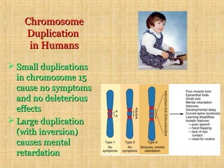 ChromosomeChromosome
DuplicationDuplication
in Humansin Humans
 Small duplicationsSmall duplications
in chromosome 15in chromosome 15
cause no symptomscause no symptoms
and no deleteriousand no deleterious
effectseffects
 Large duplicationLarge duplication
(with inversion)(with inversion)
causes mentalcauses mental
retardationretardation
 