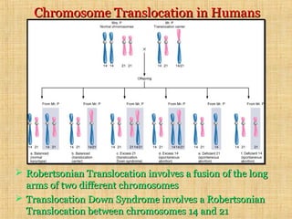 Chromosome Translocation in HumansChromosome Translocation in Humans
 Robertsonian Translocation involves a fusion of the longRobertsonian Translocation involves a fusion of the long
arms of two different chromosomesarms of two different chromosomes
 Translocation Down Syndrome involves a RobertsonianTranslocation Down Syndrome involves a Robertsonian
Translocation between chromosomes 14 and 21Translocation between chromosomes 14 and 21
 