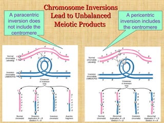 Chromosome InversionsChromosome Inversions
Lead to UnbalancedLead to Unbalanced
Meiotic ProductsMeiotic Products
A paracentric
inversion does
not include the
centromere
A pericentric
inversion includes
the centromere
 