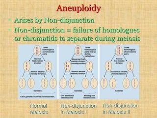AneuploidyAneuploidy
• Arises by Non-disjunctionArises by Non-disjunction
• Non-disjunction = failure of homologuesNon-disjunction = failure of homologues
or chromatids to separate during meiosisor chromatids to separate during meiosis
NormalNormal
MeiosisMeiosis
Non-disjunctionNon-disjunction
in Meiosis Iin Meiosis I
Non-disjunctionNon-disjunction
in Meiosis IIin Meiosis II
 