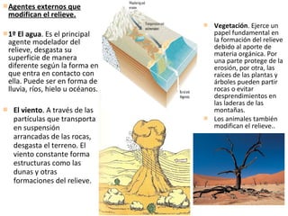 Agentes externos que
modifican el relieve.
1º El agua. Es el principal
agente modelador del
relieve, desgasta su
superficie de manera
diferente según la forma en
que entra en contacto con
ella. Puede ser en forma de
lluvia, ríos, hielo u océanos.
 El viento. A través de las
partículas que transporta
en suspensión
arrancadas de las rocas,
desgasta el terreno. El
viento constante forma
estructuras como las
dunas y otras
formaciones del relieve.
 Vegetación. Ejerce un
papel fundamental en
la formación del relieve
debido al aporte de
materia orgánica. Por
una parte protege de la
erosión, por otra, las
raíces de las plantas y
árboles pueden partir
rocas o evitar
desprendimientos en
las laderas de las
montañas.
 Los animales también
modifican el relieve..
 