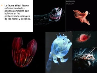  La fauna abisal hacen
referencia a todos
aquellos animales que
habitan en las
profundidades abisales
de los mares y océanos.
 