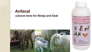 Anfacal
calcium tonic for Sheep and Goat
 