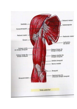Músculos dos Membros Superiores  & Inferiores