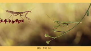 遇见  作者  Fris 