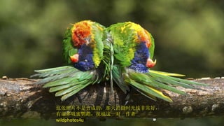 这张照片不是合成的，那天拍摄时光线非常好，有很多吸蜜鹦鹉，祝福这一对  作者  wildphotos4u 