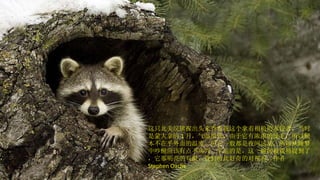 这只北美浣熊探出头来查看我这个拿着相机的入侵者，当时是蒙大拿的 1 月，气温很低，由于它有浓浓的皮毛，所以根本不在乎外面的温度。但它一般都是夜间活动，所以从睡梦中吵醒应该有点不高兴。幸运的是，这一瞬间被我捕捉到了，它那明亮的双眼，我们彼此好奇的对视着。作者  Stephen Oachs 