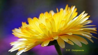 作者  Chickpeasrule 