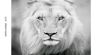 作者  shlomi nissim  