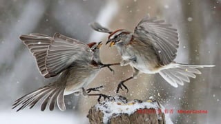 搏击俱乐部 作者  Mircea Costina 