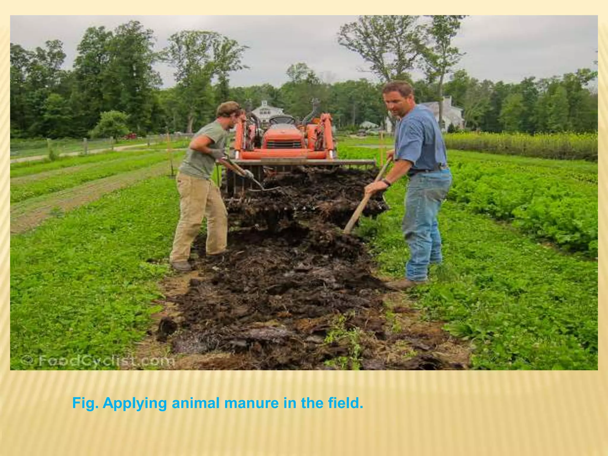 Fig. Applying animal manure in the field.
 