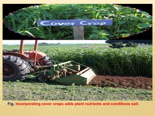 Fig. Incorporating cover crops adds plant nutrients and conditions soil.
 