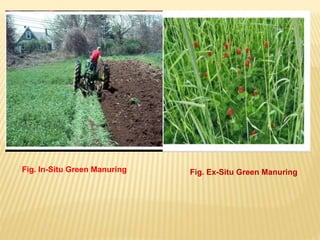 Fig. In-Situ Green Manuring Fig. Ex-Situ Green Manuring
 