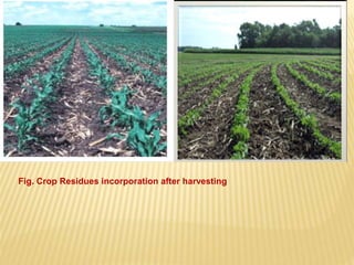 Fig. Crop Residues incorporation after harvesting
 