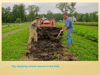 Fig. Applying animal manure in the field.
 